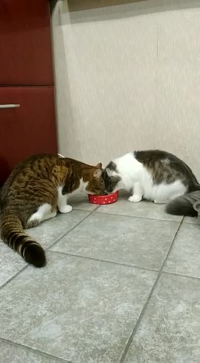 LITTER "F" - 26/07/2021/ АНИТА & БЕНЕДИКТ)