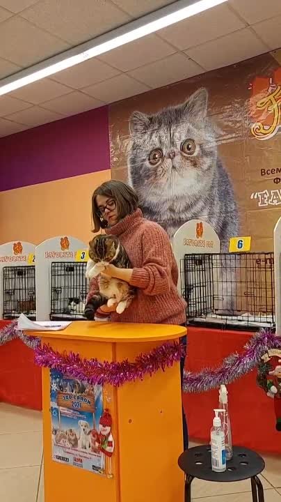 LITTER "D", родились 01.06.2021) Бенедикт & Симона)