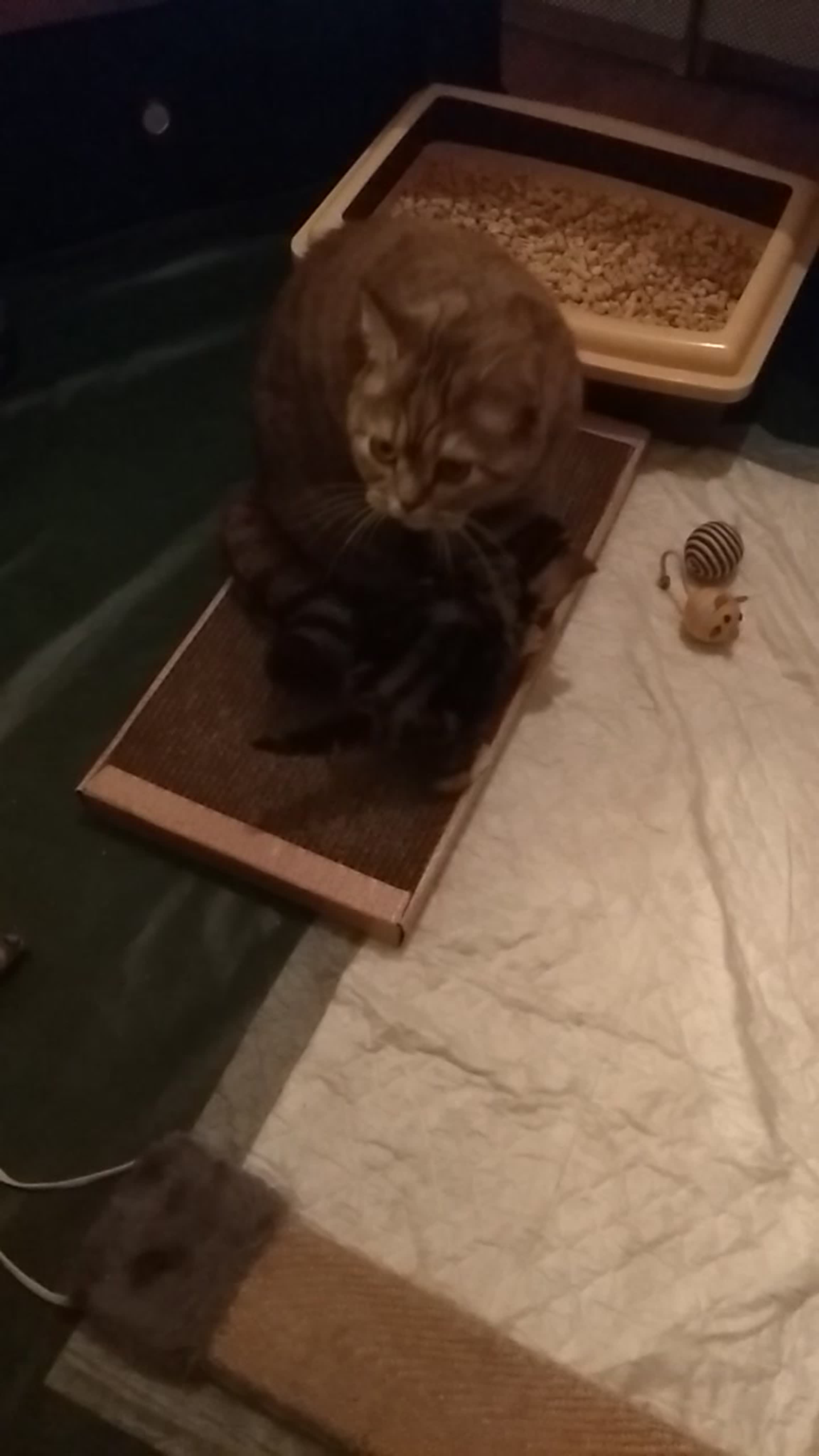 ПОМЕТ "В" Род. 24.01.2021)