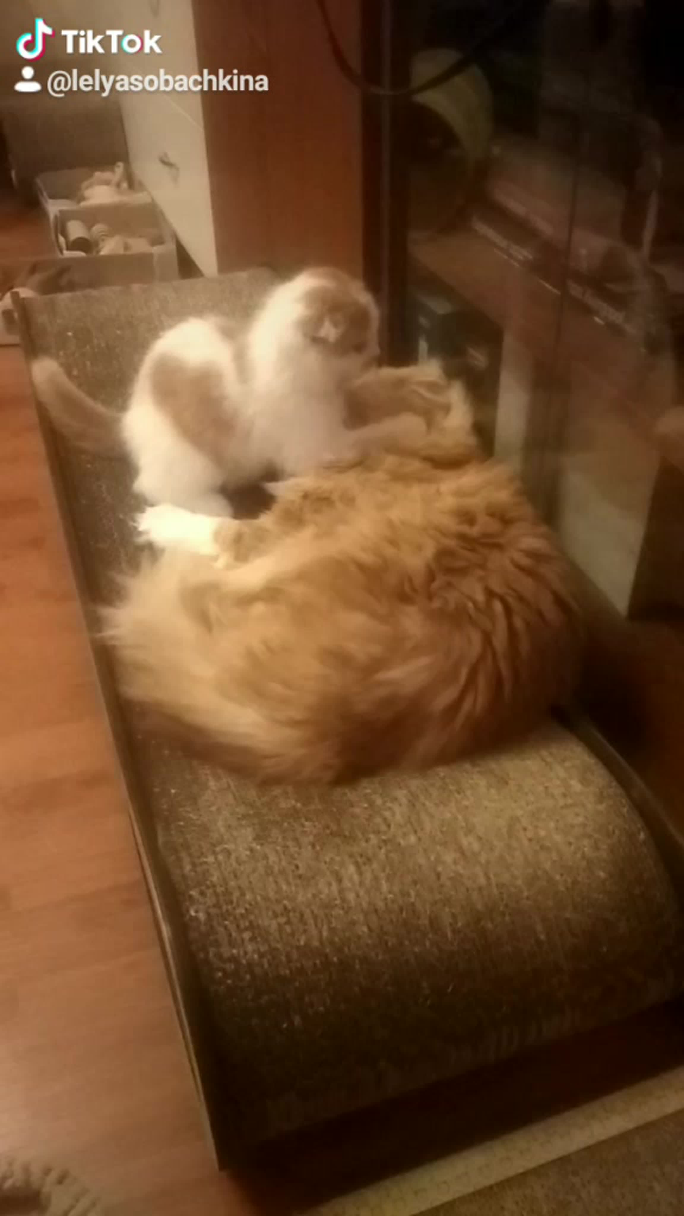 МИСТЕР АРЧИБАЛЬД)