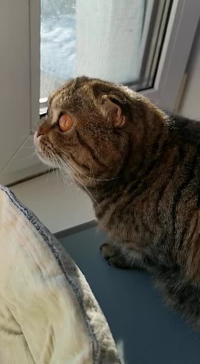 Помет "А" Родились 07.11.2020)#Niffoldstar litter "A" #kitten