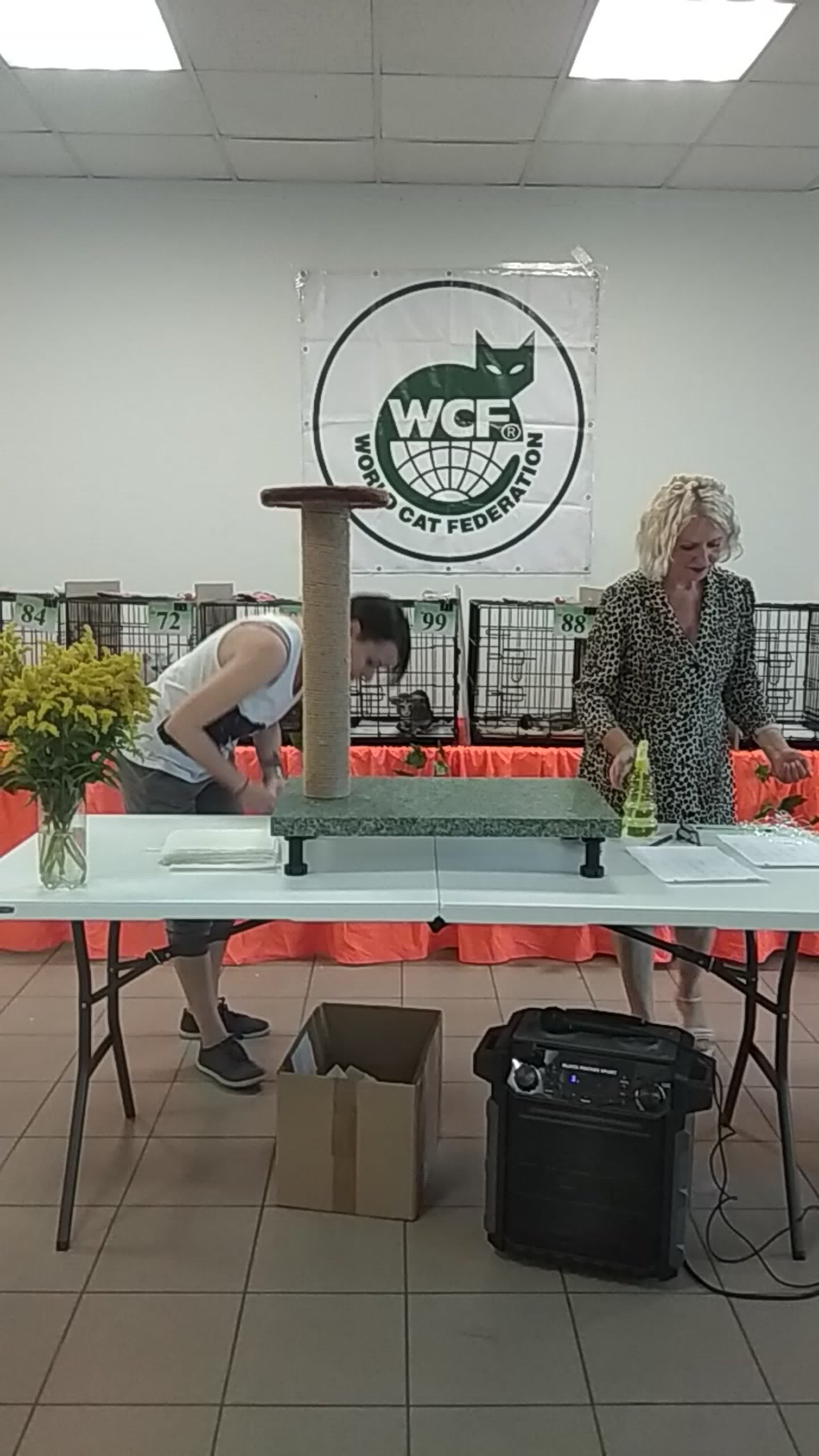 Выставка кошек 22-23 августа 2020 "Тверские каникулы"