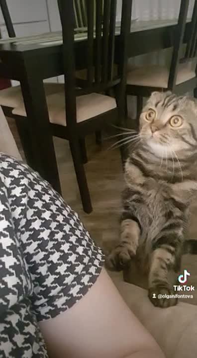 Анита и ее котята, родились 04.01.2020)