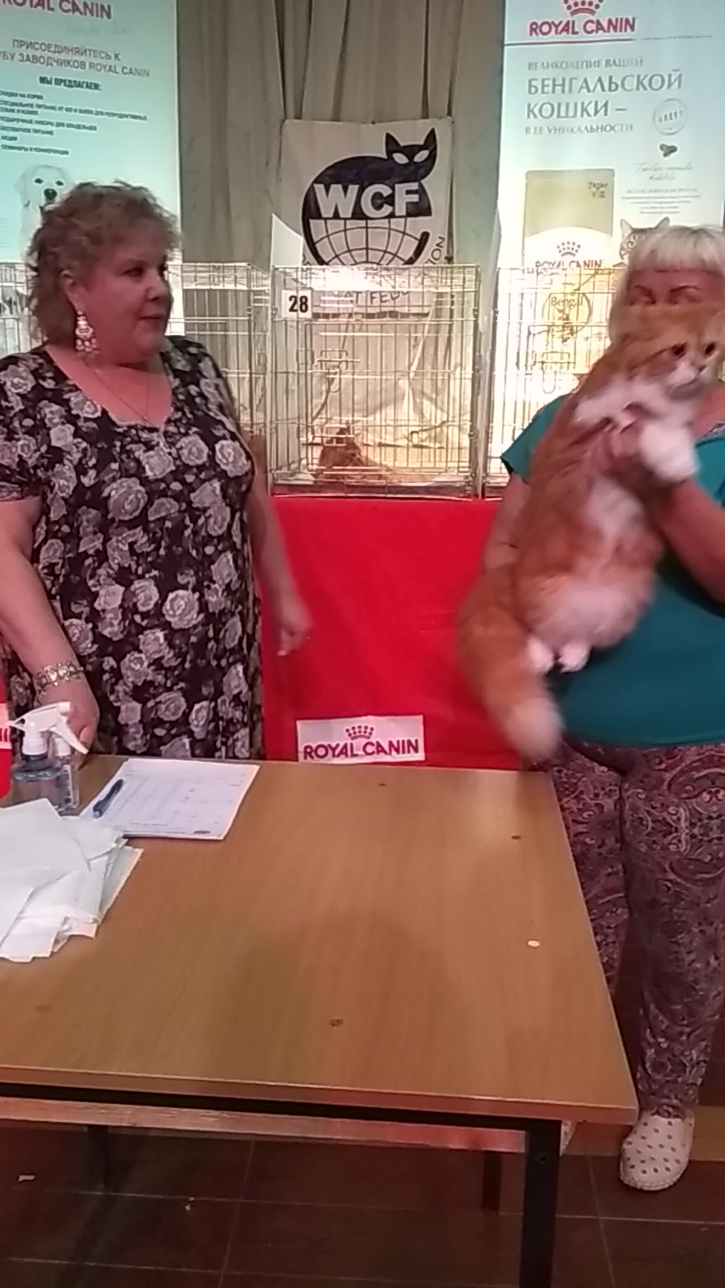 Выставка кошек "EUROPE CONTINENT SHOW- ER-041" - Кострома - 15-16 июня 2019. TopCat