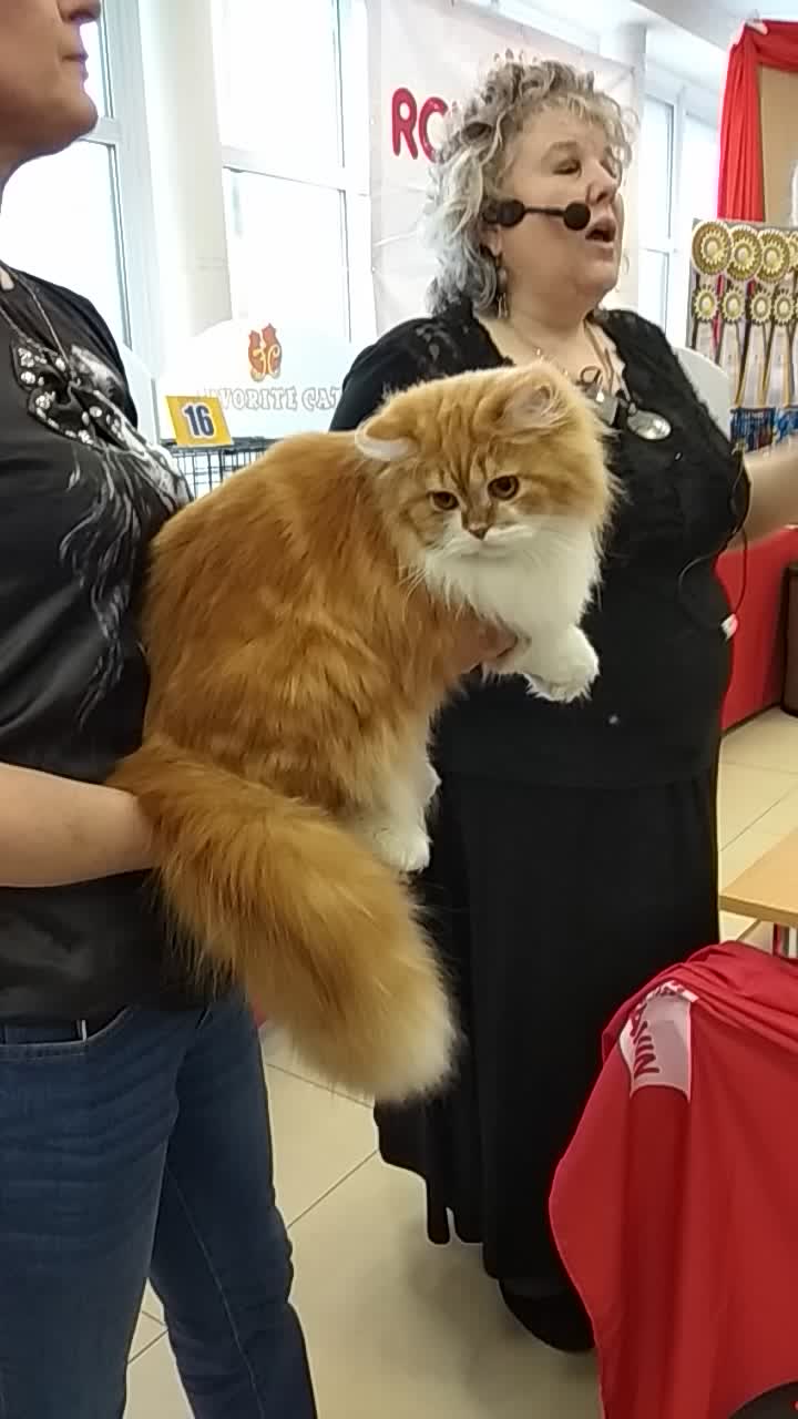 Выставка кошек "КЭТ ПАРАД - 2019" Архангельск, 23-24 февраля)