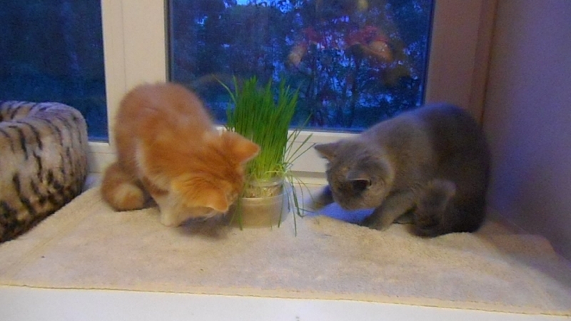 КОТ МИСТЕР БЕНЕДИКТ))