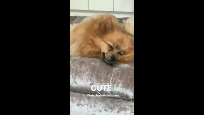 Instagram Хатчи