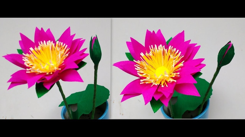 Водяные лилии (Кувшинки)