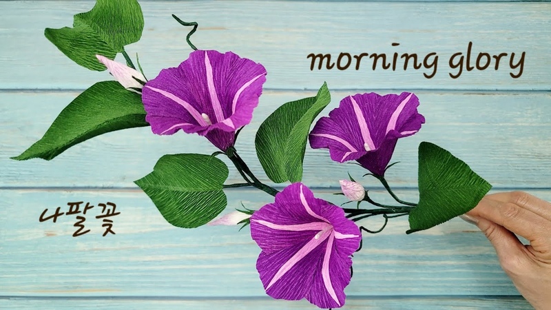 Ипомея ( Вьюнок)