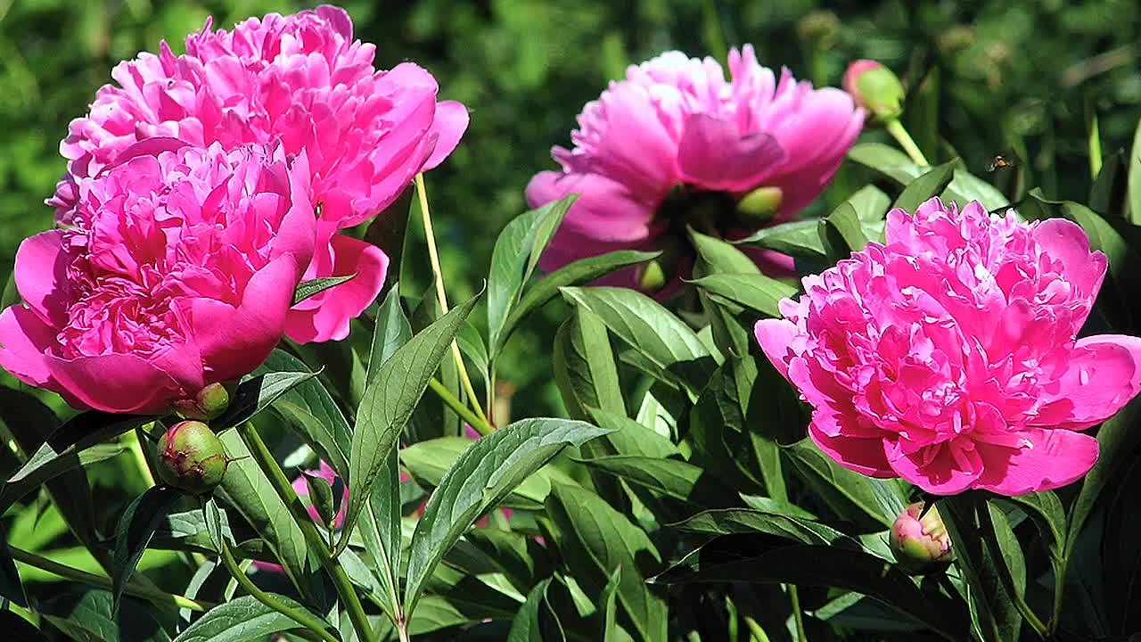 Красивое видео (природа, цветы)