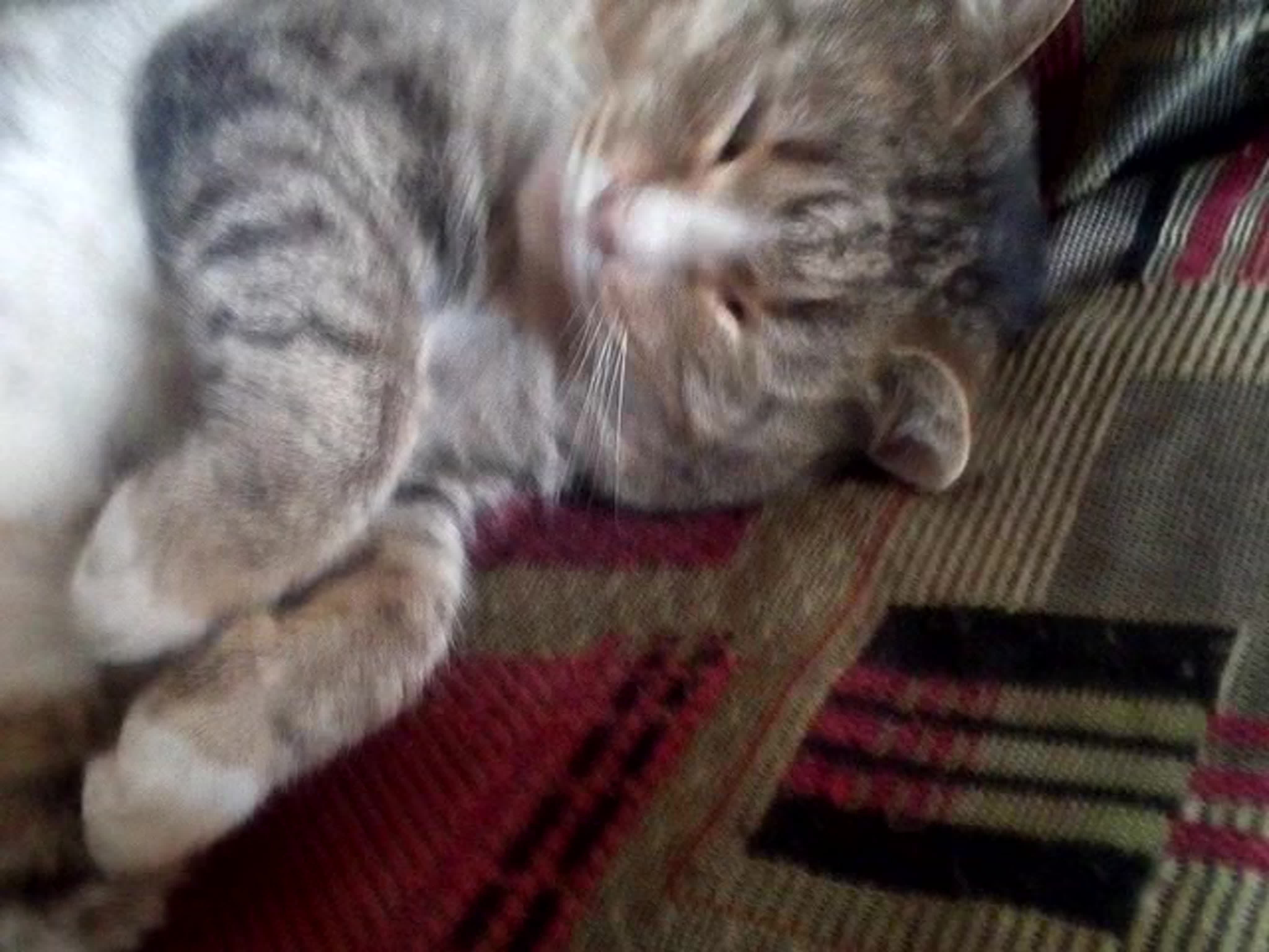 Животные собаки, кошки 2020_2021