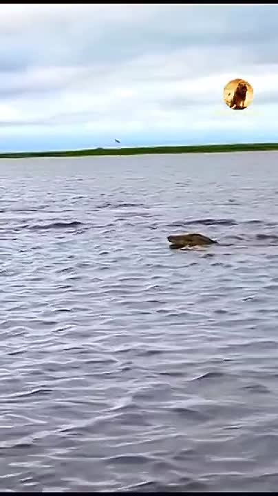 Братья наши меньшие