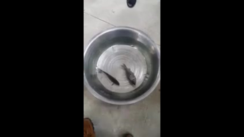 Животные и еда