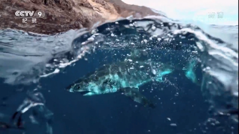 Великий Тихий Океан (5 серий).