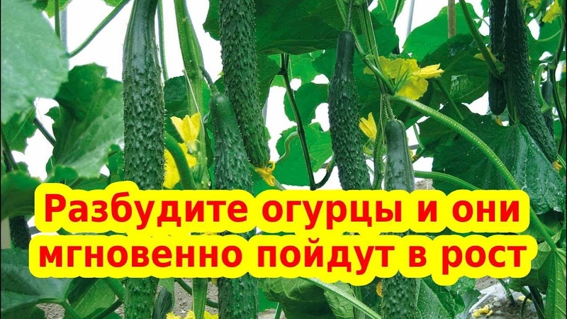 САД ,ПОДКОРМКИ