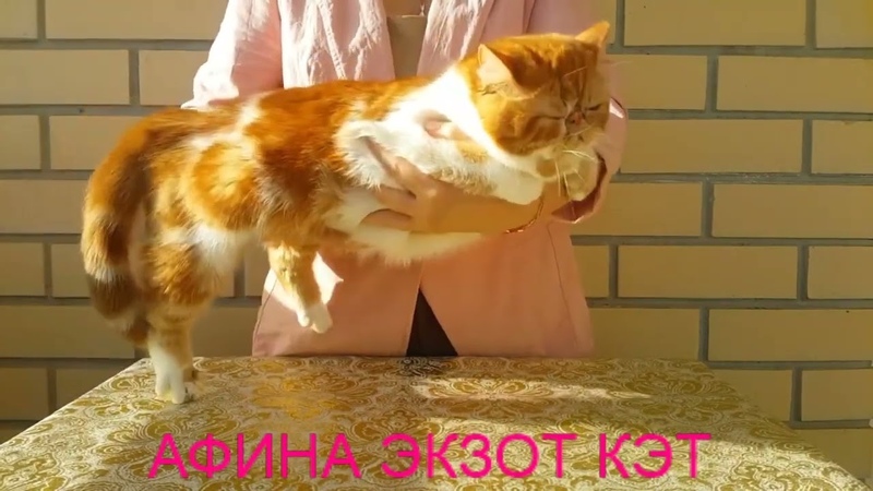 ЗВЕЗДЫ ФЕЛИНОЛОГИИ - породистые племенные кошки