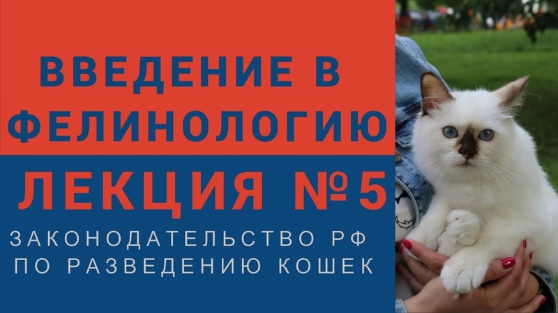 Курс лекций "Введение в фелинологию"