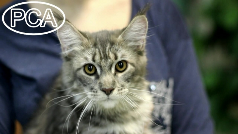 Видео участников выставок on-line