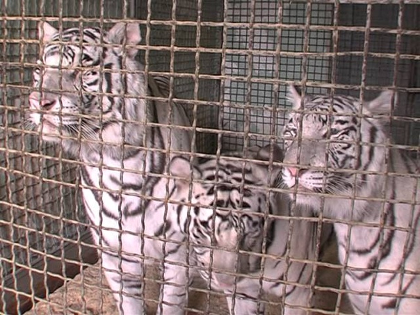 Ярославский цирк