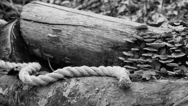 Dandylion (Marianne Sveen from Katzenjammer)