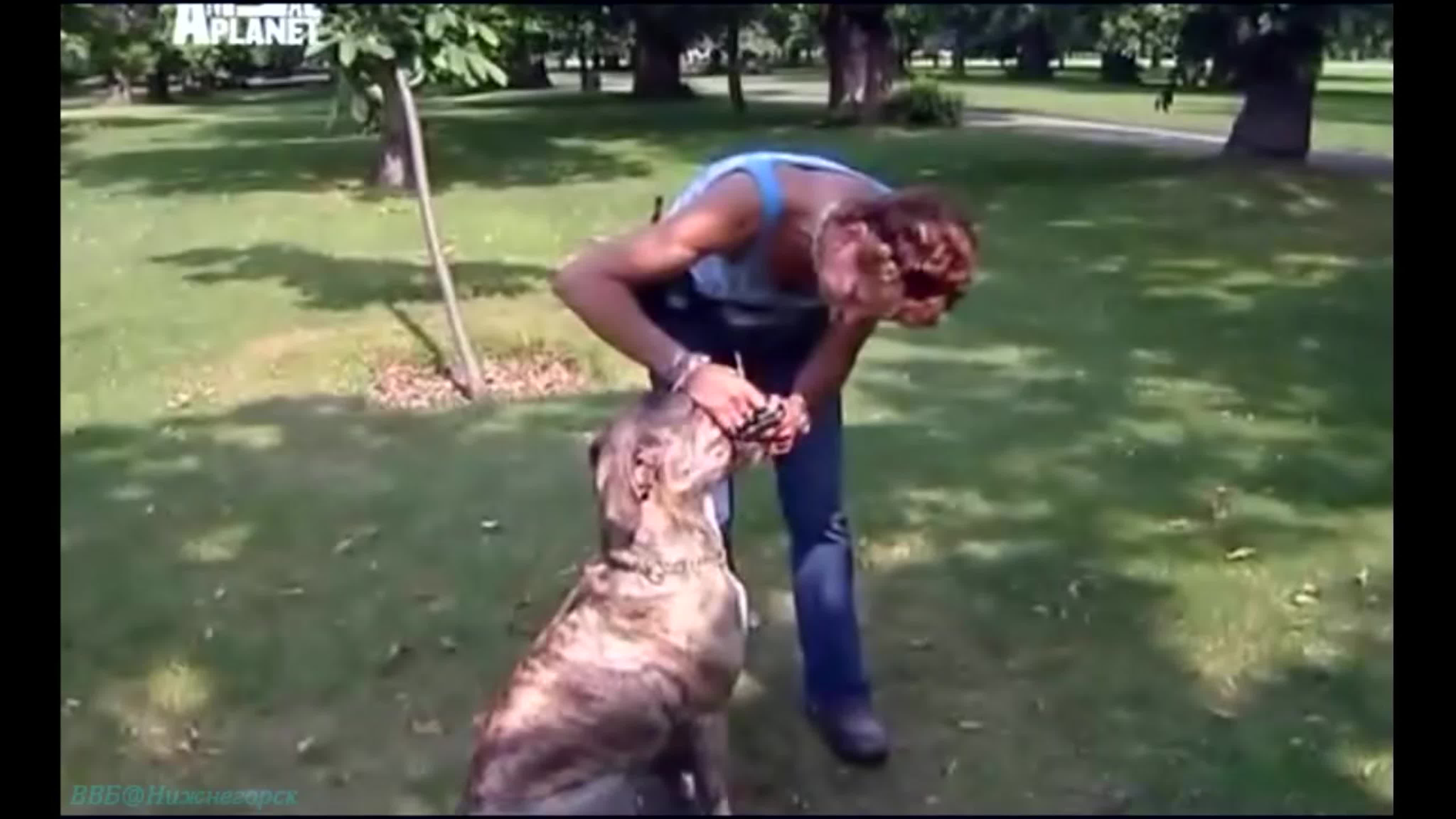 - «Проект Щенки» -