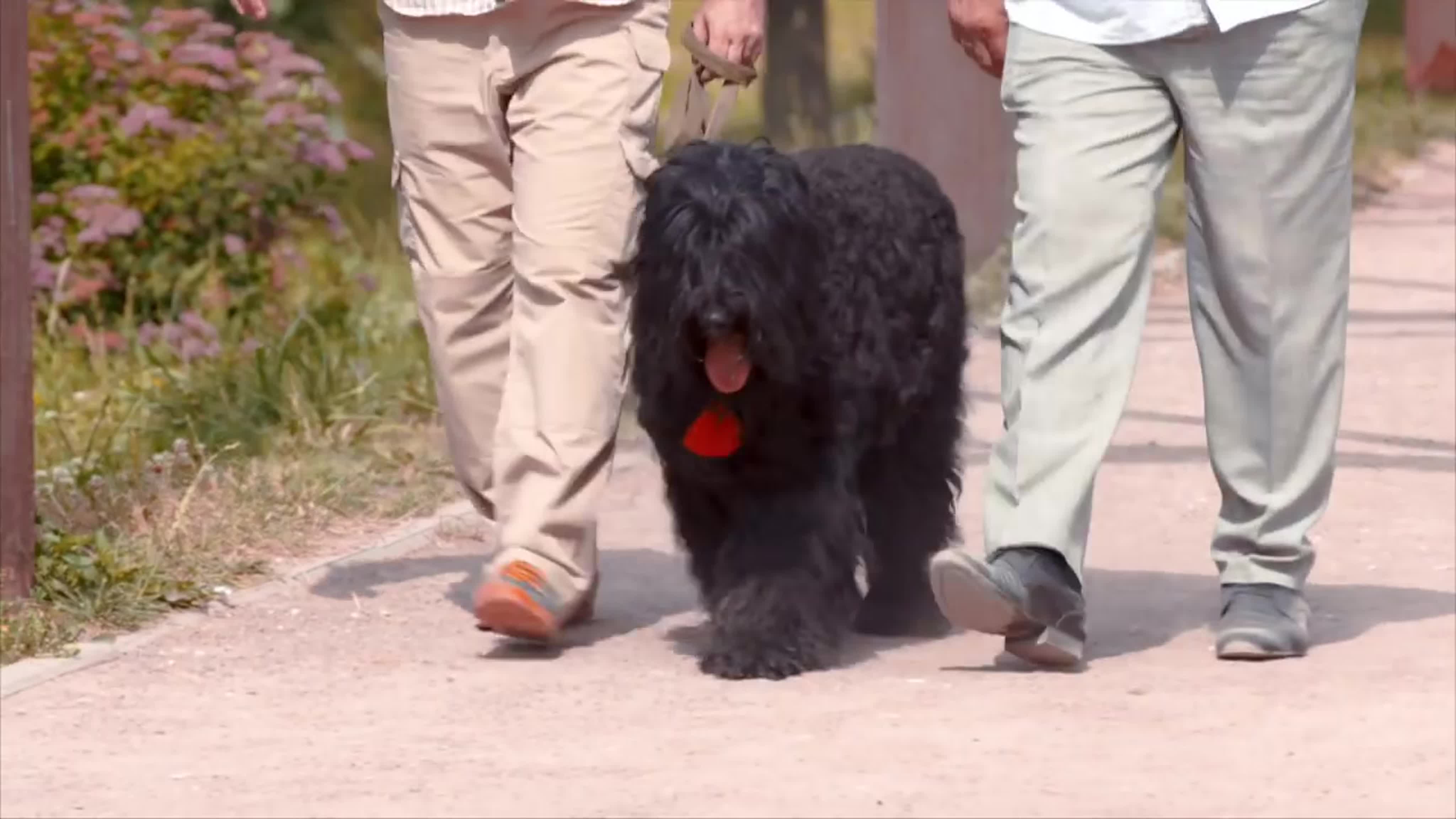 - Планета собак спешит на помощь -