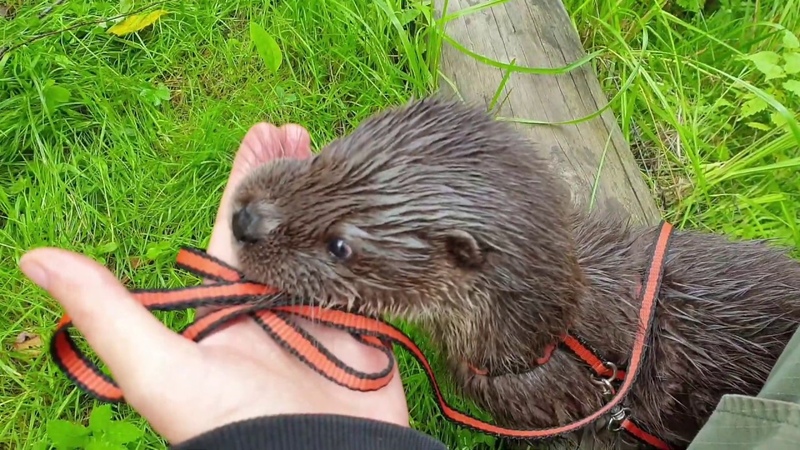 Реабилитация выдр