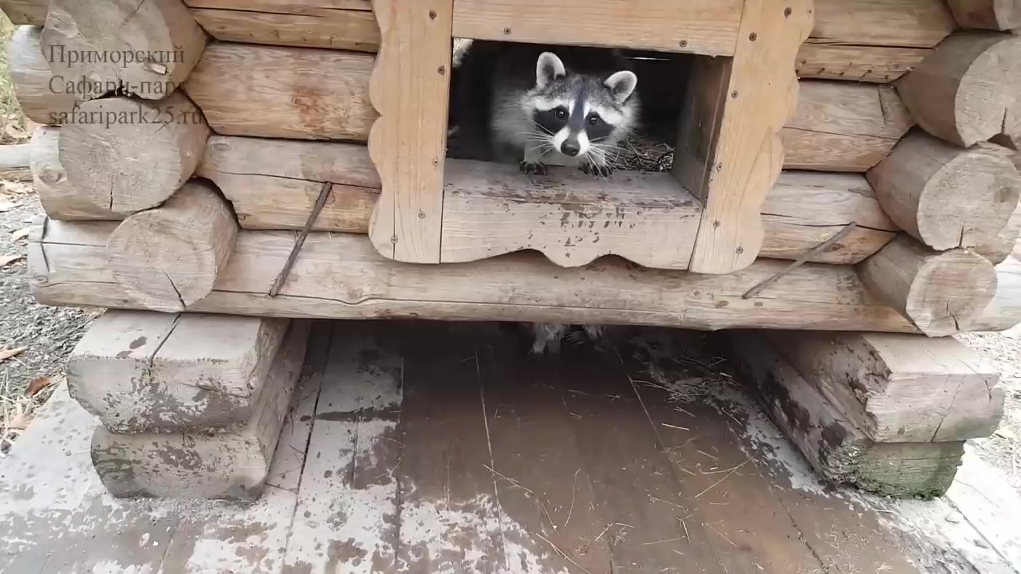 Зубарик и Жорик