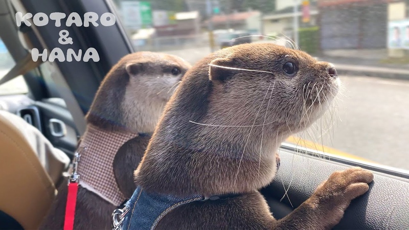 Котаро и Хана