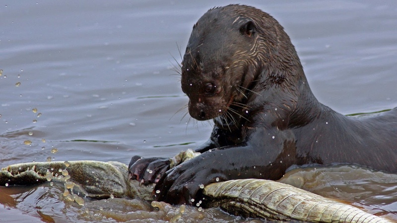 Познавательные фильмы и видео
