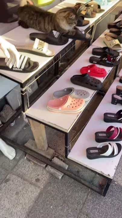 Снова всякие-разные котики