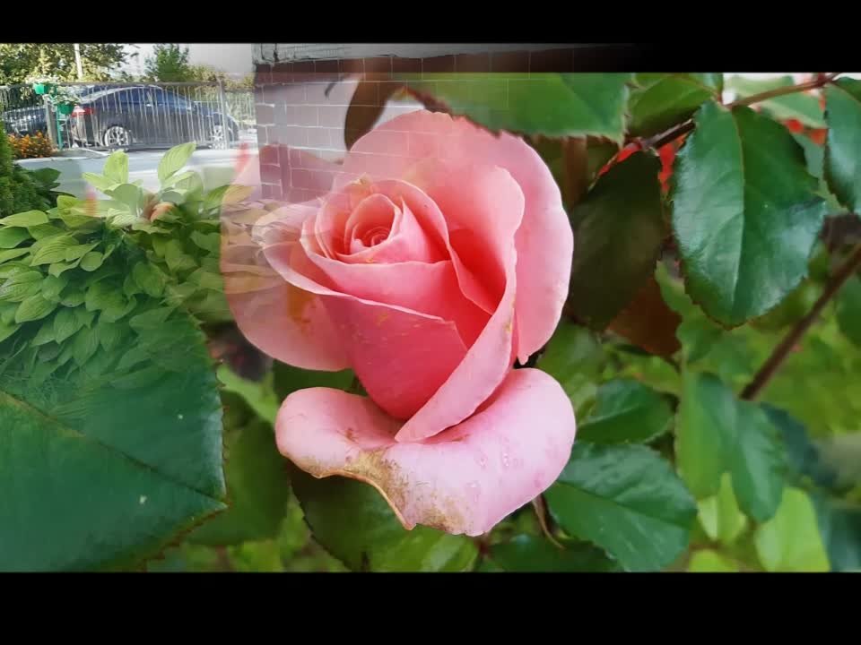 Клумбы МБОУ СОШ