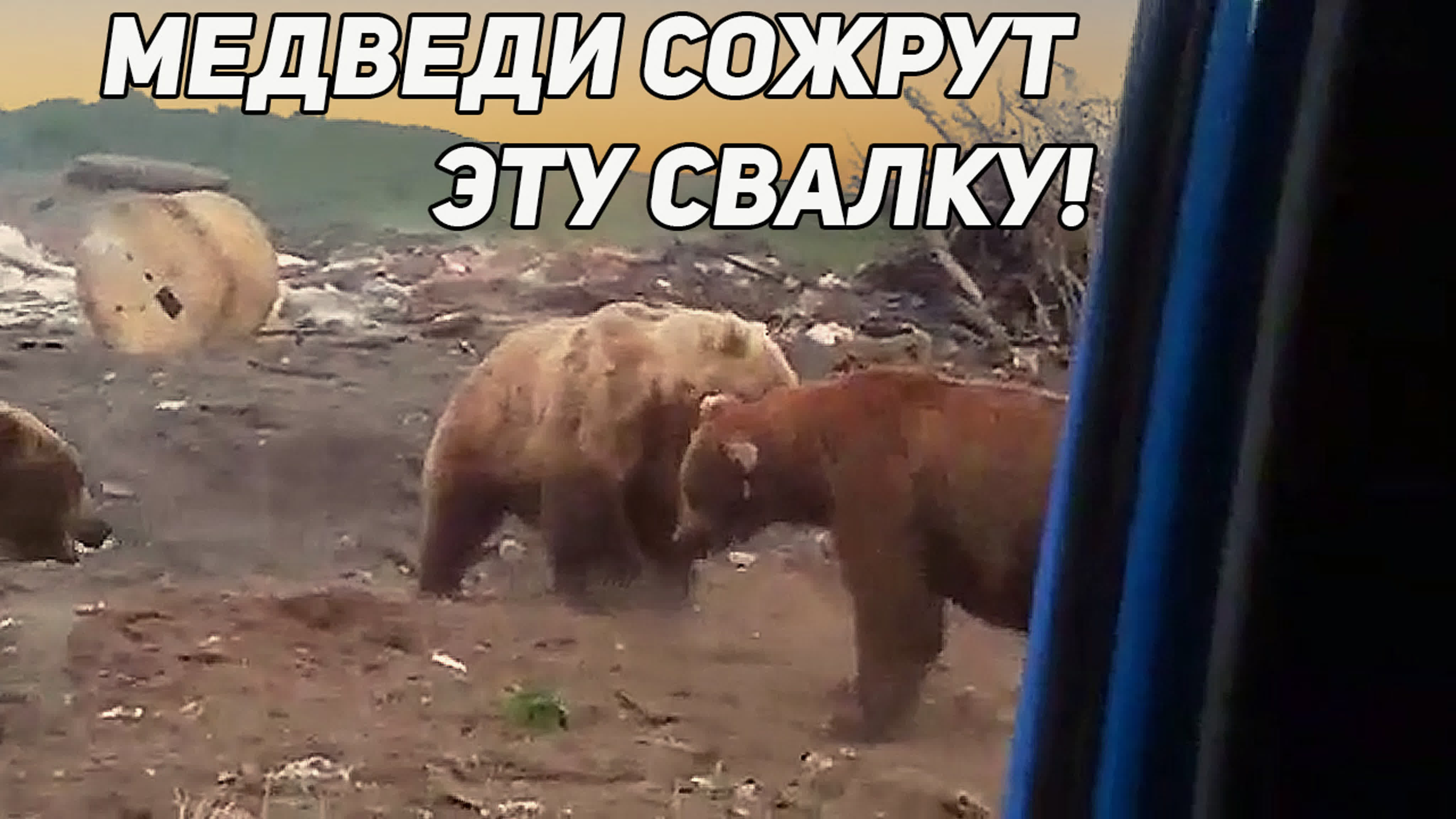 СЮЖЕТЫ О МЕДВЕДЯХ И ВОЛКАХ