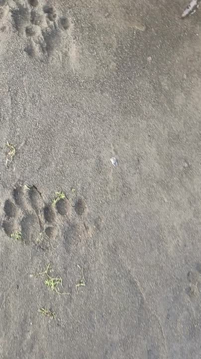 Энциклопедия диких следов