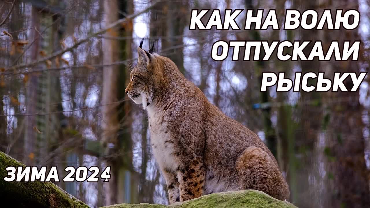 Животные, птицы и рыбы