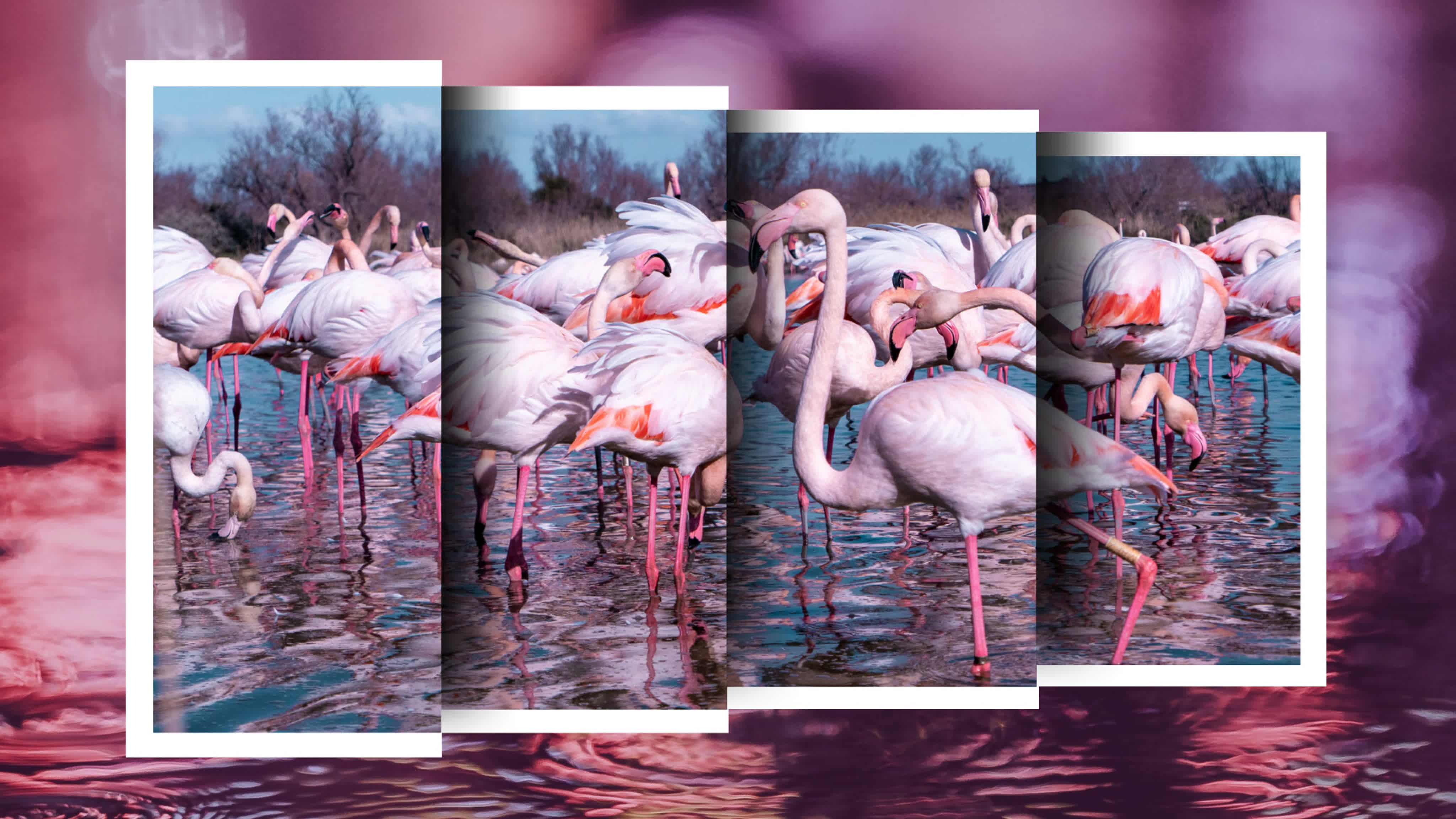 Ролики в Canva и Movavi