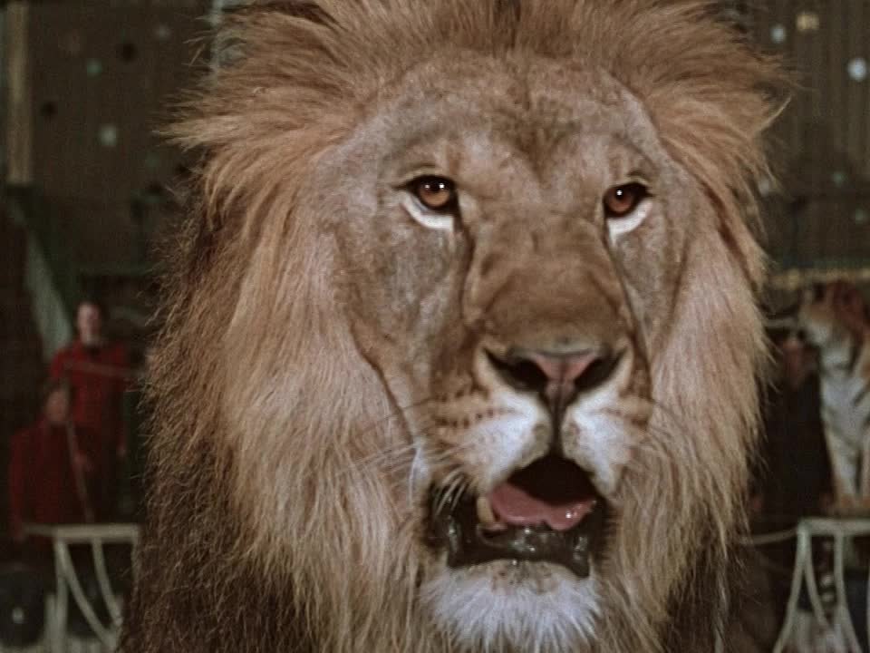 Животный мир