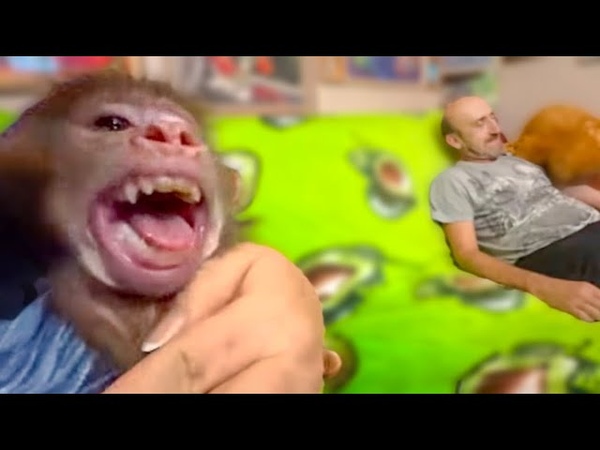 Гамадрил Люся и зоопарк Тайган