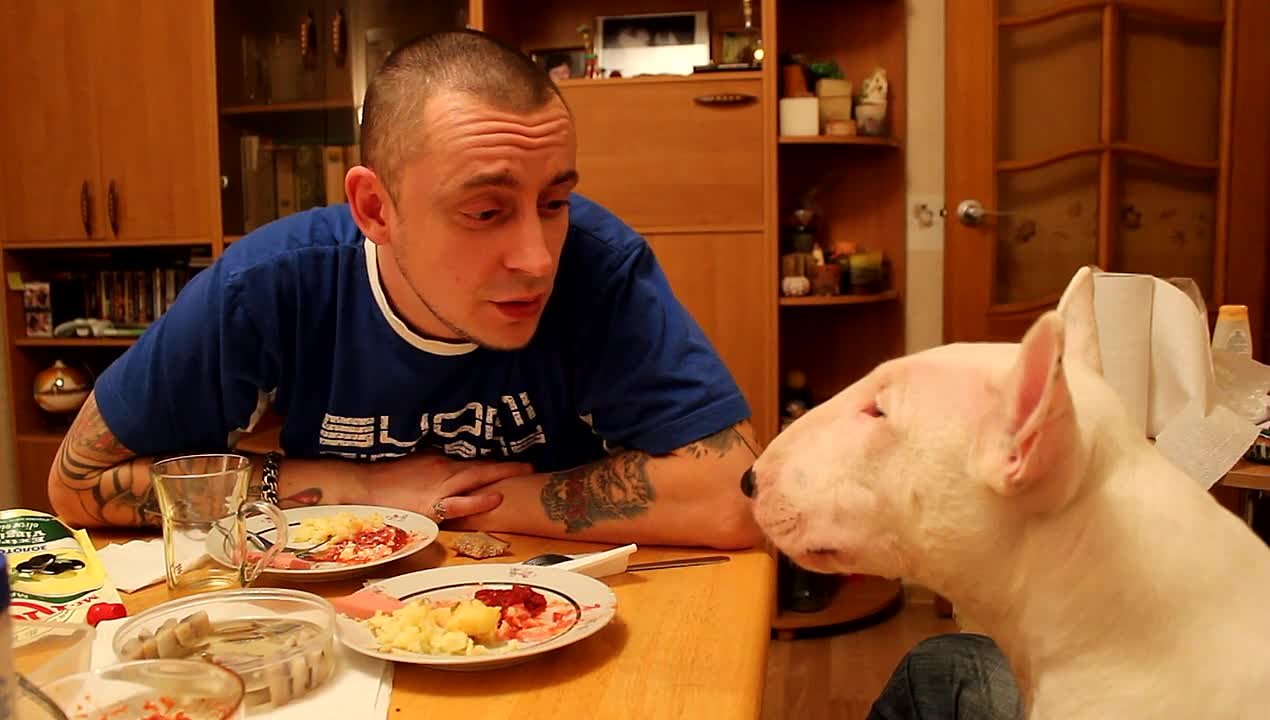 Говорящий бультерьер