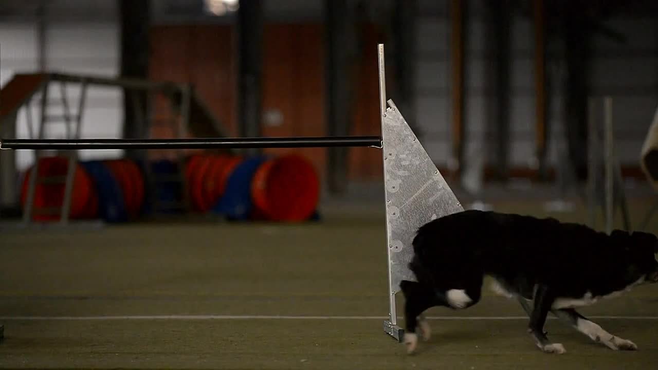 Бультерьер и бордер в аджилити