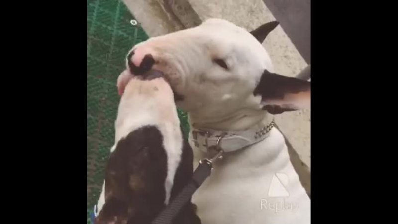 Любовь бультерьера