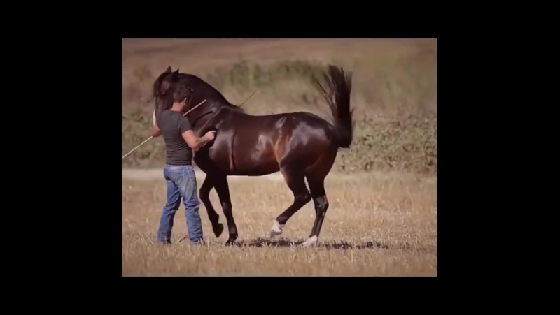 Мирон Бокоцци.Работа на свободе.