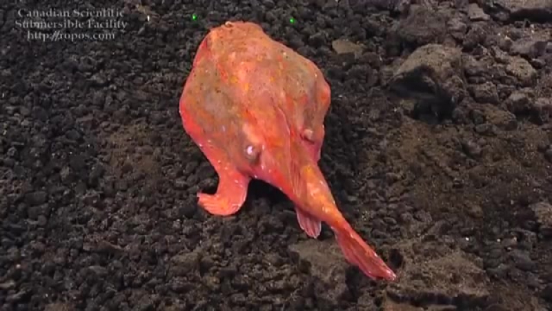 Рыба гуляет по мрскому дну