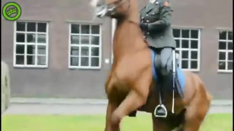 У лошади свои планы.