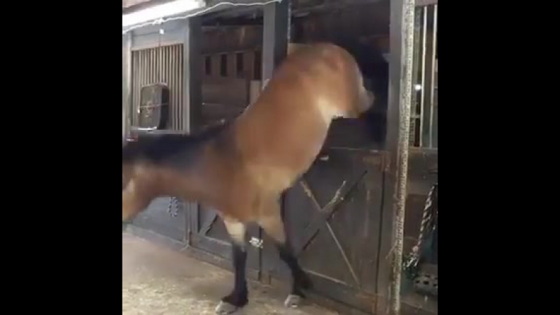 Новый вид конкура.