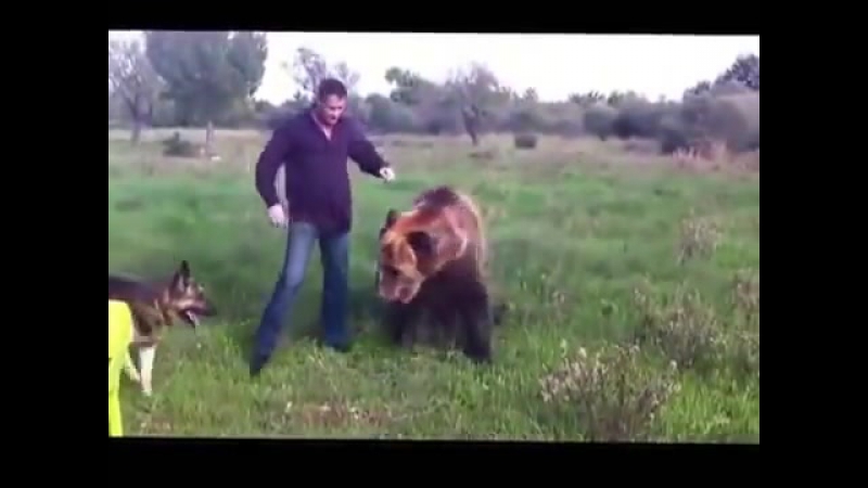 Такого медведя я вижу в первый раз