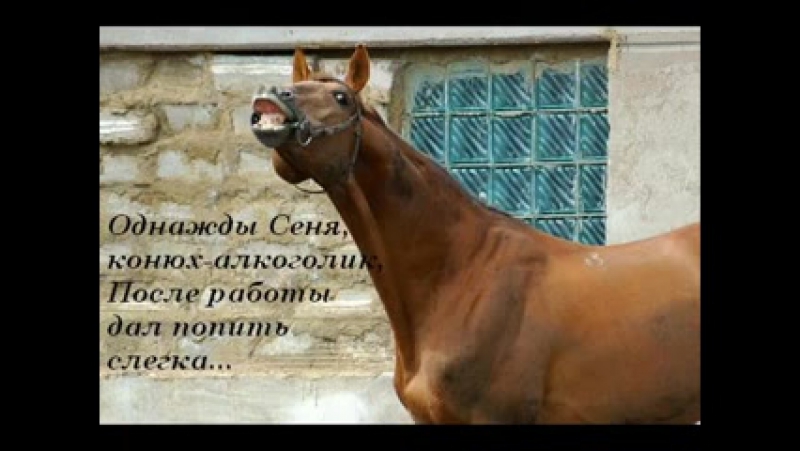 Монолог проданной лошади 3