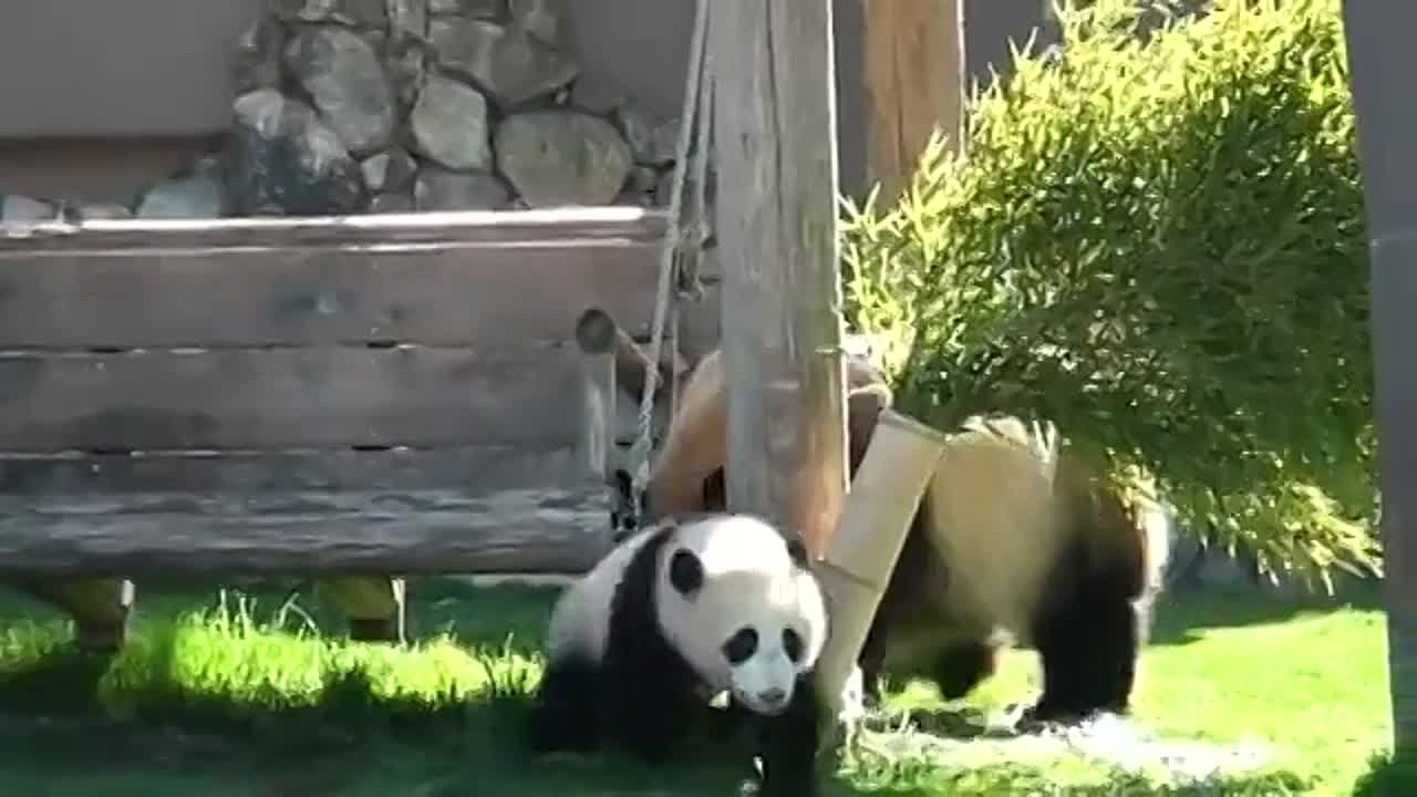 Мама панда играет со своим малышом