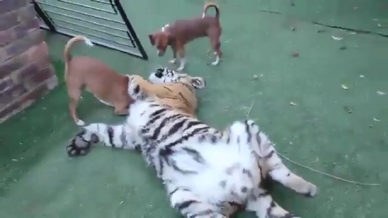 домашний тигр