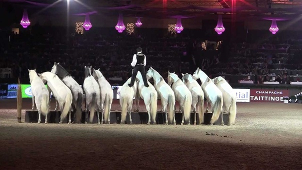 Духовные высоты счастья,от любви к коню.